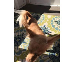 Very sweet Chihuahua long hair puppies for sale - 3