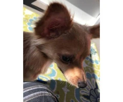 Very sweet Chihuahua long hair puppies for sale - 4