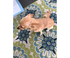 Very sweet Chihuahua long hair puppies for sale - 5