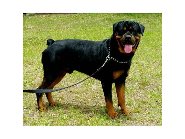 Akc German Rottweiler - 3 Males puppies in Orlando ...