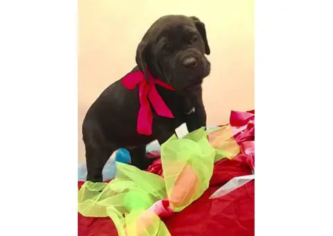 Italian Cane Corso puppy for sale