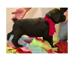 Italian Cane Corso puppy for sale - 2