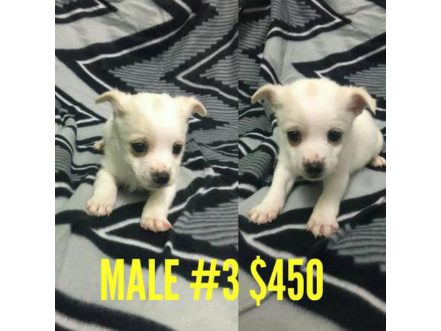 chihuahua poodle mix for sale near me