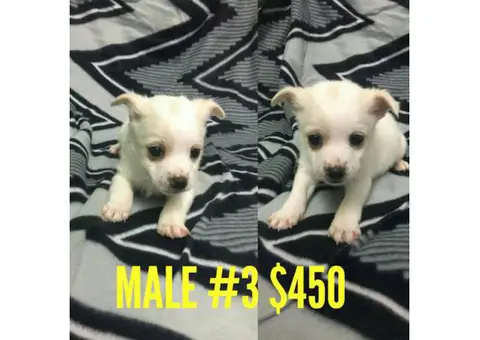 6 beautiful Chi-Poo (Chihuahua-Poodle Mix) puppies available