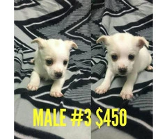6 beautiful Chi-Poo (Chihuahua-Poodle Mix) puppies available