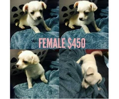 6 beautiful Chi-Poo (Chihuahua-Poodle Mix) puppies available - 2
