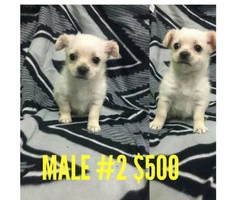 6 beautiful Chi-Poo (Chihuahua-Poodle Mix) puppies available - 3