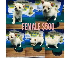 6 beautiful Chi-Poo (Chihuahua-Poodle Mix) puppies available - 4