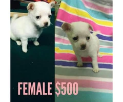 6 beautiful Chi-Poo (Chihuahua-Poodle Mix) puppies available - 5