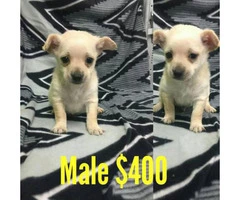 6 beautiful Chi-Poo (Chihuahua-Poodle Mix) puppies available - 6