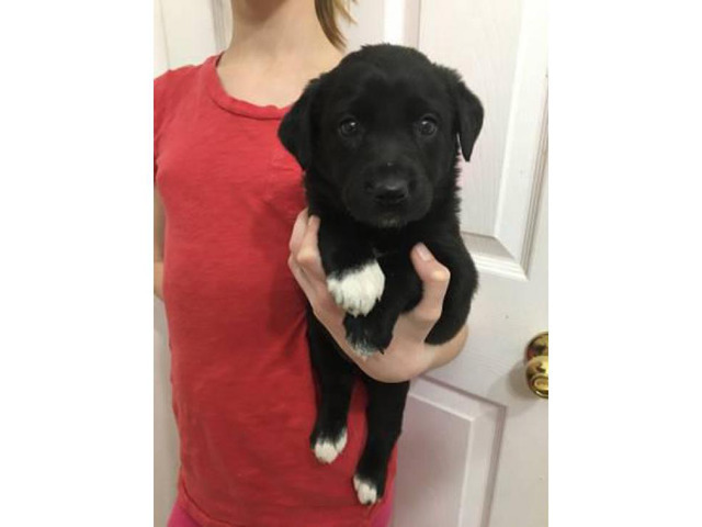 lab mix puppies for adoption near me