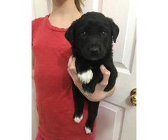 Black lab mix puppies for sale - 1