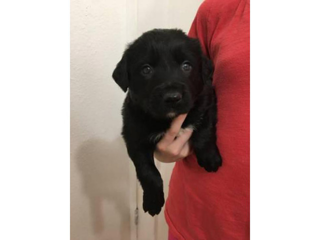 Black lab mix puppies for sale in Mississippi USA