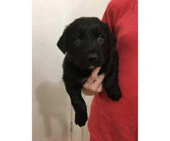 Black lab mix puppies for sale - 2