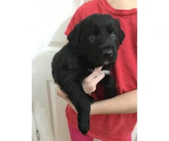 Black lab mix puppies for sale - 3