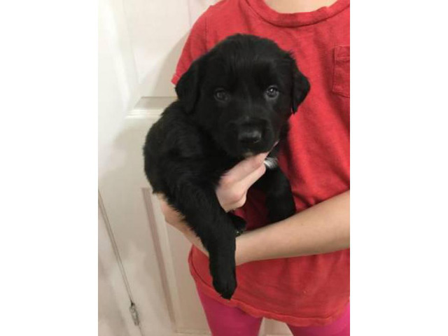 Black lab mix puppies for sale in Tacoma, Washington ...