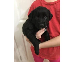 Black lab mix puppies for sale - 4