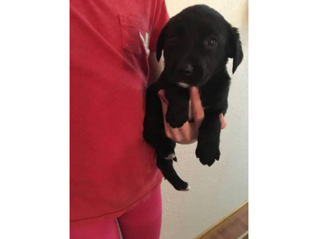 Black lab mix puppies for sale in Tacoma, Washington ...