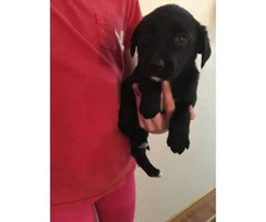 Black lab mix puppies for sale - 5