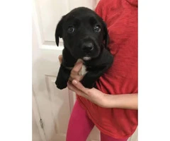 Black lab mix puppies for sale - 6