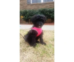 Friendly yorkie poo puppies for sale - 2