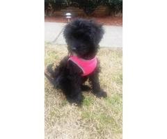 Friendly yorkie poo puppies for sale - 5