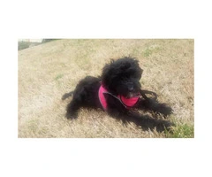 Friendly yorkie poo puppies for sale - 6
