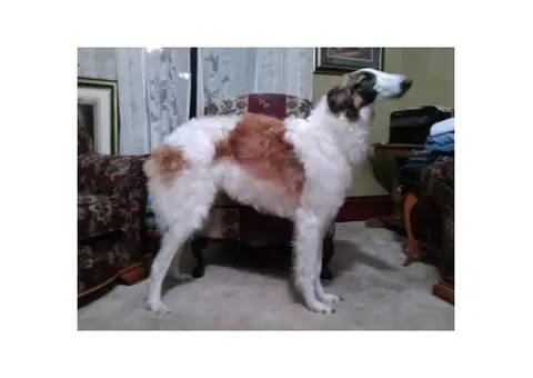 Wonderful Borzoi puppies for sale