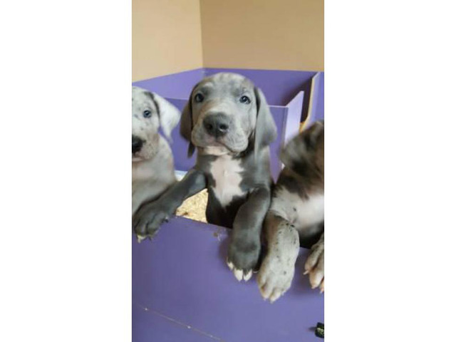 3 AKC Great Dane puppies for sale in Seattle, Washington ...