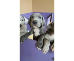 3 AKC Great Dane puppies for sale
