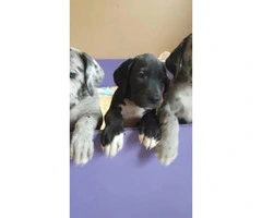 3 AKC Great Dane puppies for sale - 2