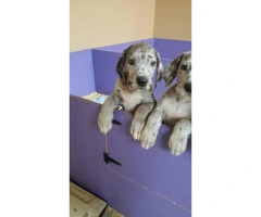 3 AKC Great Dane puppies for sale - 3