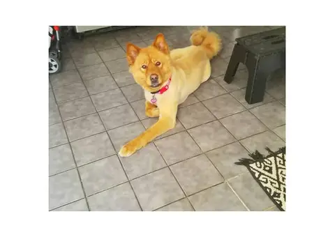 3 year old Chow chow mix for sale