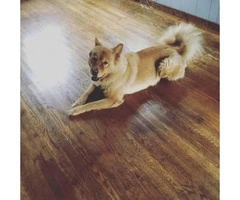 3 year old Chow chow mix for sale - 2
