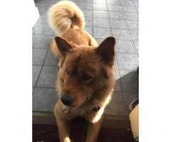 3 year old Chow chow mix for sale - 3