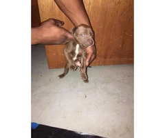 lab pitbull puppies for sale - 2