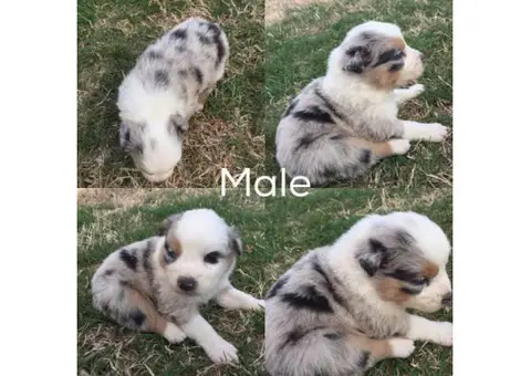 4 full blooded Aussie puppies for sale