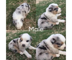4 full blooded Aussie puppies for sale