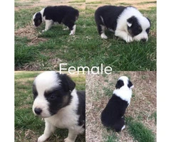 4 full blooded Aussie puppies for sale - 2