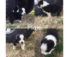 4 full blooded Aussie puppies for sale - 3