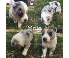 4 full blooded Aussie puppies for sale - 4