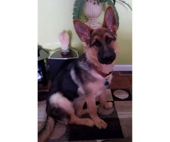 6 months old lovely AKC registered German Shepherd female puppy for sale