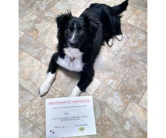 9 month old Border Collie Mix puppy ready for adoption - 2