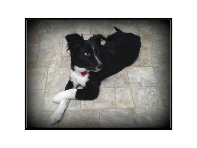 9 month old Border Collie Mix puppy ready for adoption in