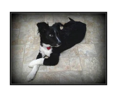9 month old Border Collie Mix puppy ready for adoption - 3