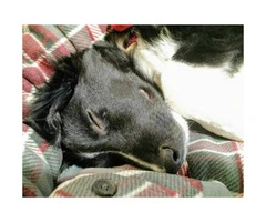 9 month old Border Collie Mix puppy ready for adoption - 4