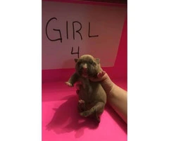 FullbloodedUKC American Pitbull puppies for sale - 3