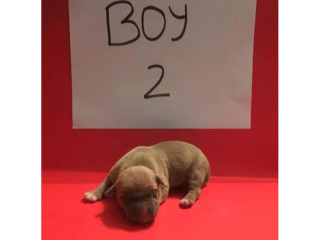 FullbloodedUKC American Pitbull puppies for sale Kokomo - Puppies for