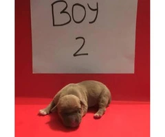 FullbloodedUKC American Pitbull puppies for sale - 6