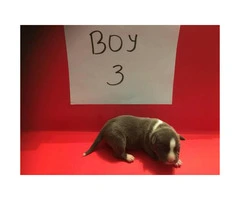 FullbloodedUKC American Pitbull puppies for sale - 7